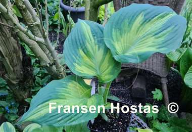 Hosta Superfecta