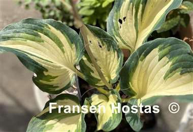 Hosta Superfecta