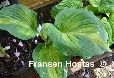 Hosta Superfecta