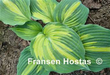 Hosta Superfecta