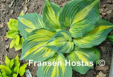 Hosta Superfecta