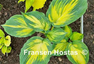 Hosta Superfecta