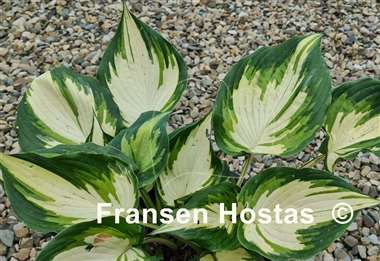 Hosta Superfecta