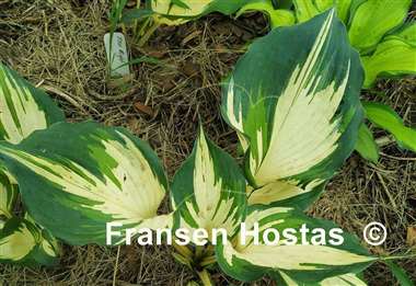 Hosta Superfecta
