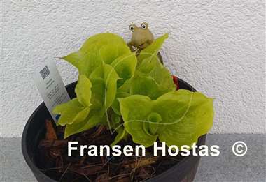 Hosta Susanna