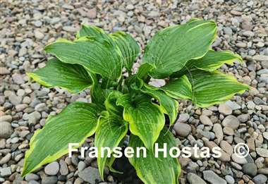 Hosta Sushi Bar