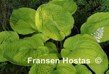 Hosta Sutter's Mill