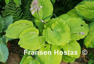 Hosta Sutter's Mill