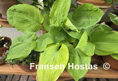 Hosta Sutter's Mill
