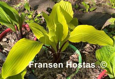 Hosta Suzanne Mahler