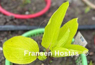 Hosta Suzanne Mahler