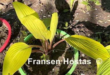Hosta Suzanne Mahler