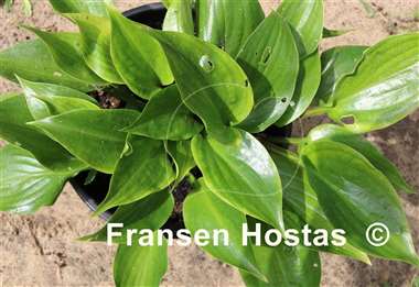 Hosta Sweet Bo Peep