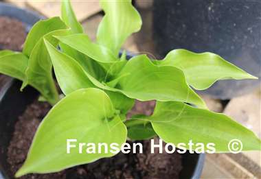 Hosta Sweet Bo Peep
