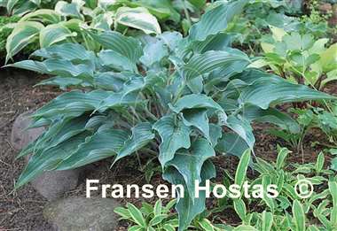 Hosta Sweet Caroline