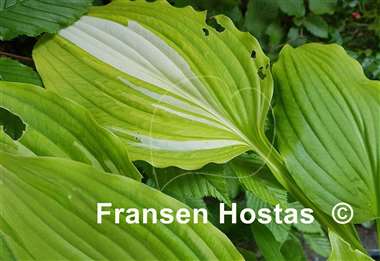 Hosta Sweet Susan Streaked