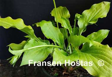 Hosta Sweet Tater Pie