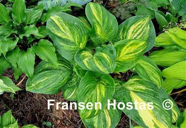 Hosta Sweet and Sour