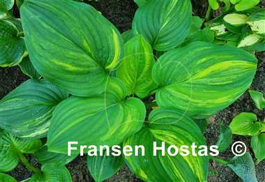 Hosta Sweet and Sour