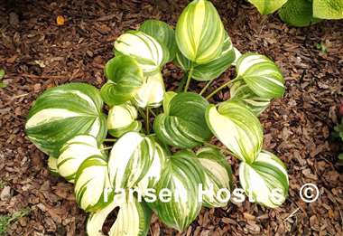 Hosta Sweet and Sour