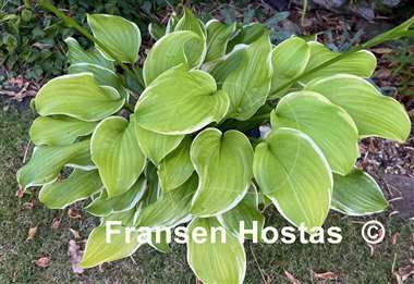 Hosta Sweetie