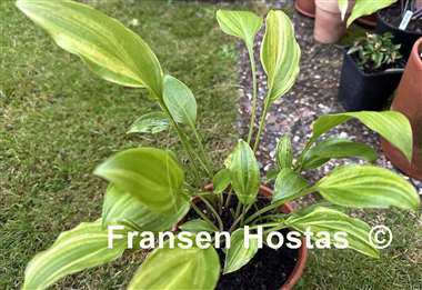 Hosta Swirls Design