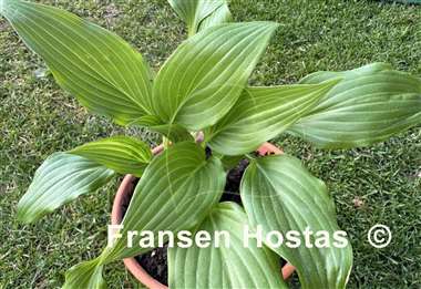 Hosta Swirls Design