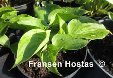 Hosta Swizzle Sticks