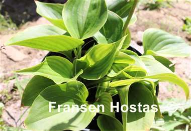 Hosta Swizzle Sticks