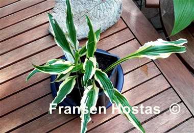 Hosta Syncopated Harmony
