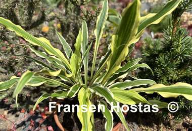 Hosta Syncopated Harmony