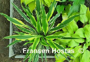 Hosta Syncopated Harmony