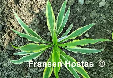 Hosta Syncopated Harmony