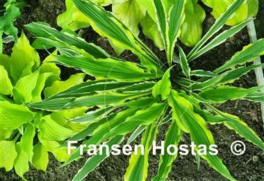 Hosta Syncopated Harmony