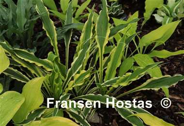 Hosta Syncopated Harmony