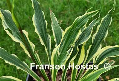 Hosta Syncopated Harmony