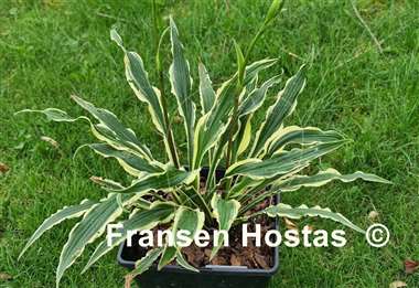 Hosta Syncopated Harmony