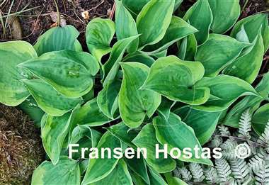 Hosta snowy lake