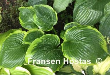 Hosta Sacramento