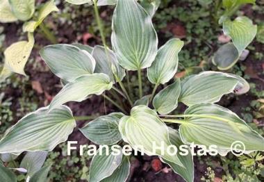 Hosta Sada