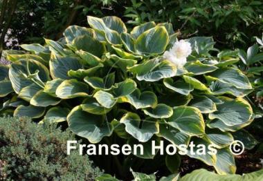 Hosta Sagae