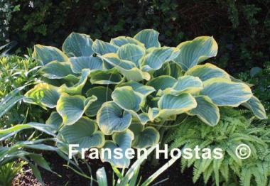 Hosta Sagae