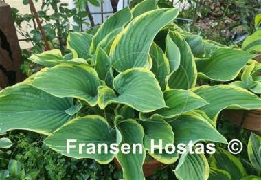 Hosta Sagae