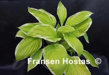 Hosta Saint Elmo's Fire