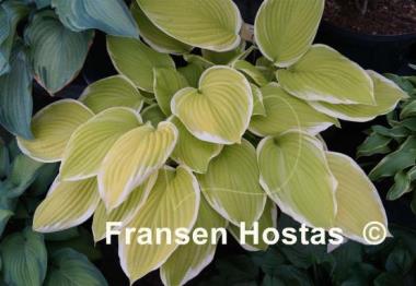 Hosta Saint Elmo's Fire
