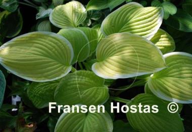 Hosta Saint Elmo's Fire