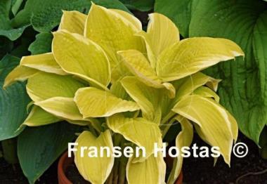 Hosta Saint Elmo's Fire