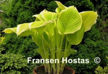 Hosta Saint Elmo's Fire