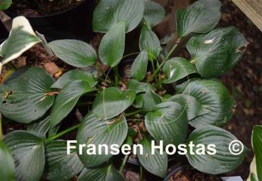 Hosta Saint Fiacre