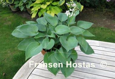 Hosta Saint Fiacre
